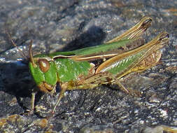 Image of Common green grasshopper