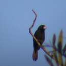 Image of Great-billed Seed Finch