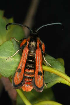 Image de Chamaesphecia anthraciformis Rambur 1832