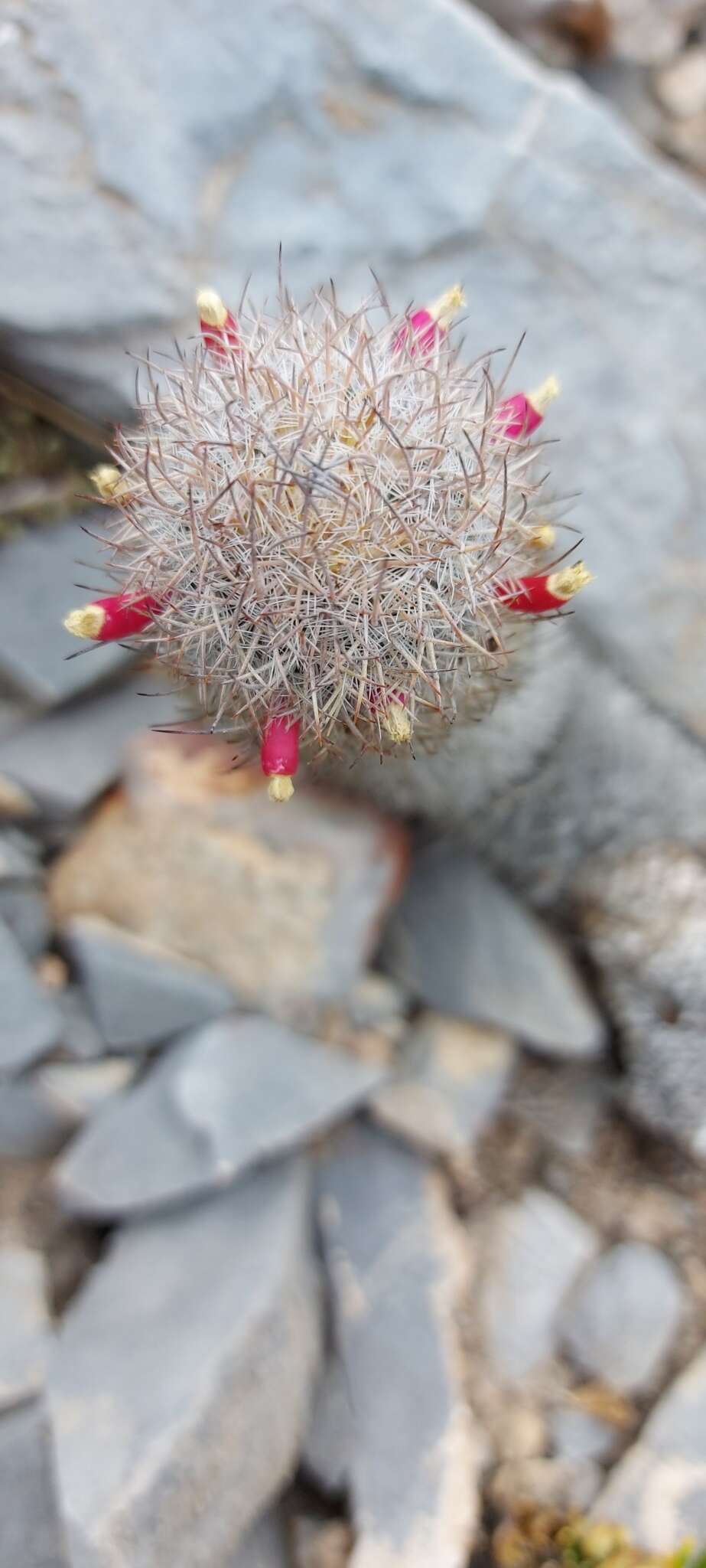 صورة Mammillaria pottsii Scheer ex Salm-Dyck