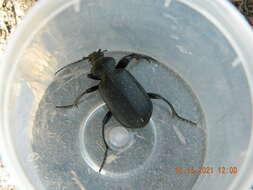 Imagem de Calosoma (Campalita) auropunctatum (Herbst 1784)