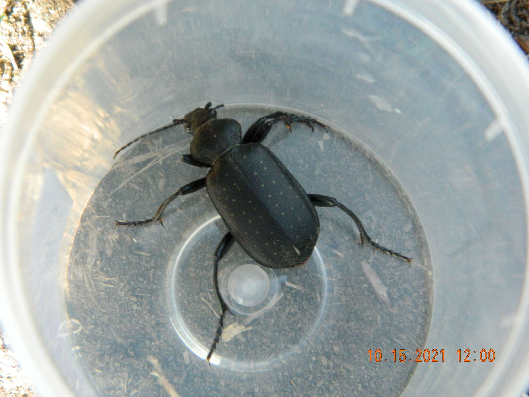 Imagem de Calosoma (Campalita) auropunctatum (Herbst 1784)