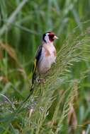 Image of Goldfinch