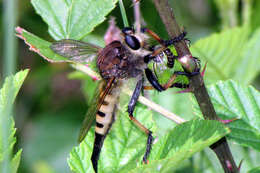 Image of Red-footed Cannibalfly