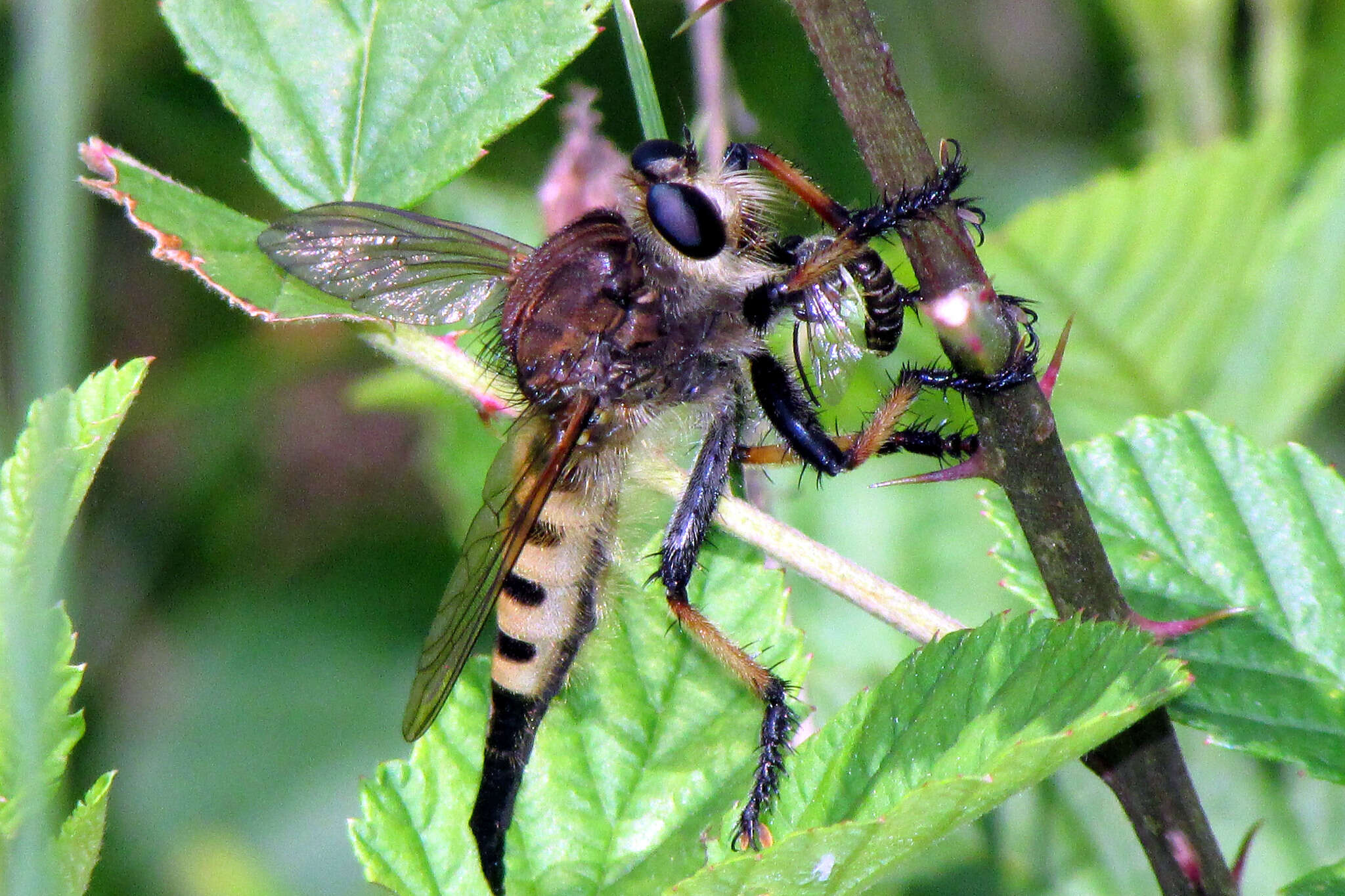 صورة Promachus rufipes (Fabricius 1775)