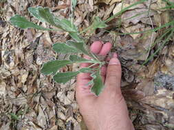 Image of Florida goldenaster