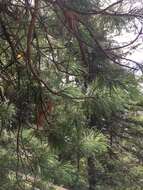 Imagem de Pinus sibirica Du Tour