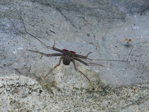 Image of Paraphrynus pococki Mullinex 1975