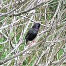 Image of Sturnus vulgaris granti Hartert 1903