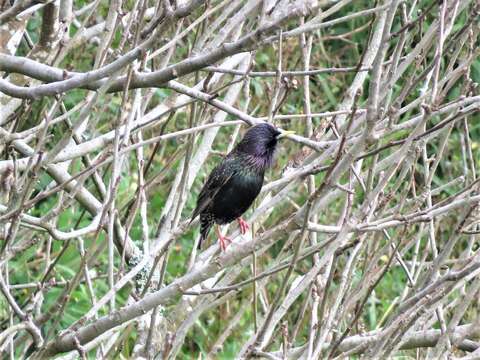 Image of Sturnus vulgaris granti Hartert 1903