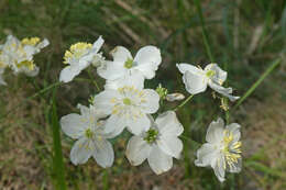 Imagem de Thalictrum tuberosum L.