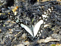 <i>Graphium <i>angolanus</i></i> angolanus resmi