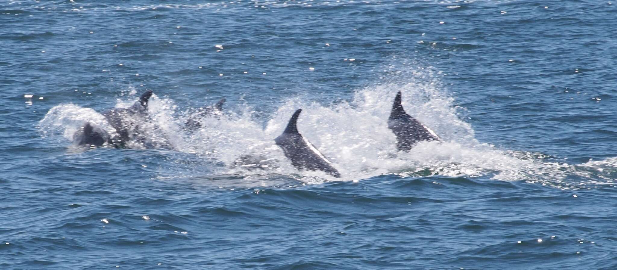 Imagem de Tursiops Gervais 1855