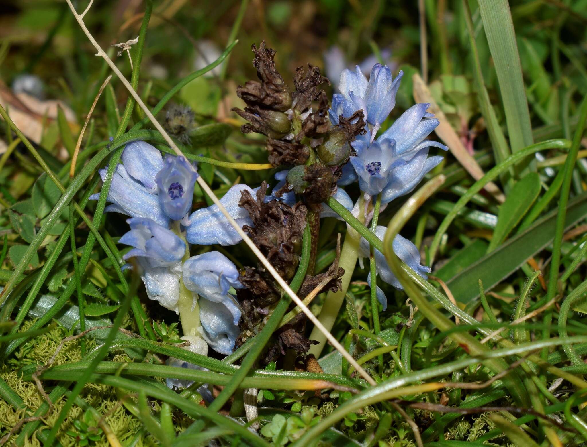 Imagem de Bellevalia hyacinthoides (Bertol.) K. Perss. & Wendelbo