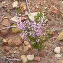 Image of Erica selaginifolia Salisb.