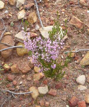 Image of Erica selaginifolia Salisb.