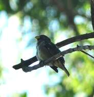 Sporophila falcirostris (Temminck 1820) resmi