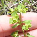 Image of weak spurge