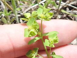 Image of weak spurge