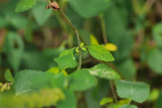 Mosla scabra (Thunb.) C. Y. Wu & H. W. Li resmi