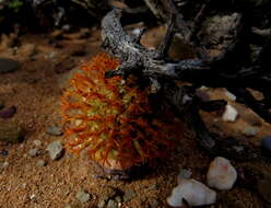 Слика од Crassula columnaris Thunb.