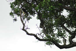 Image of African Hawk-Eagle