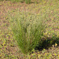 Image of bristleleaf lovegrass