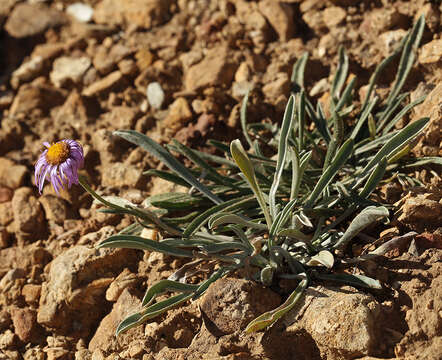 Слика од Erigeron clokeyi var. pinzliae G. L. Nesom