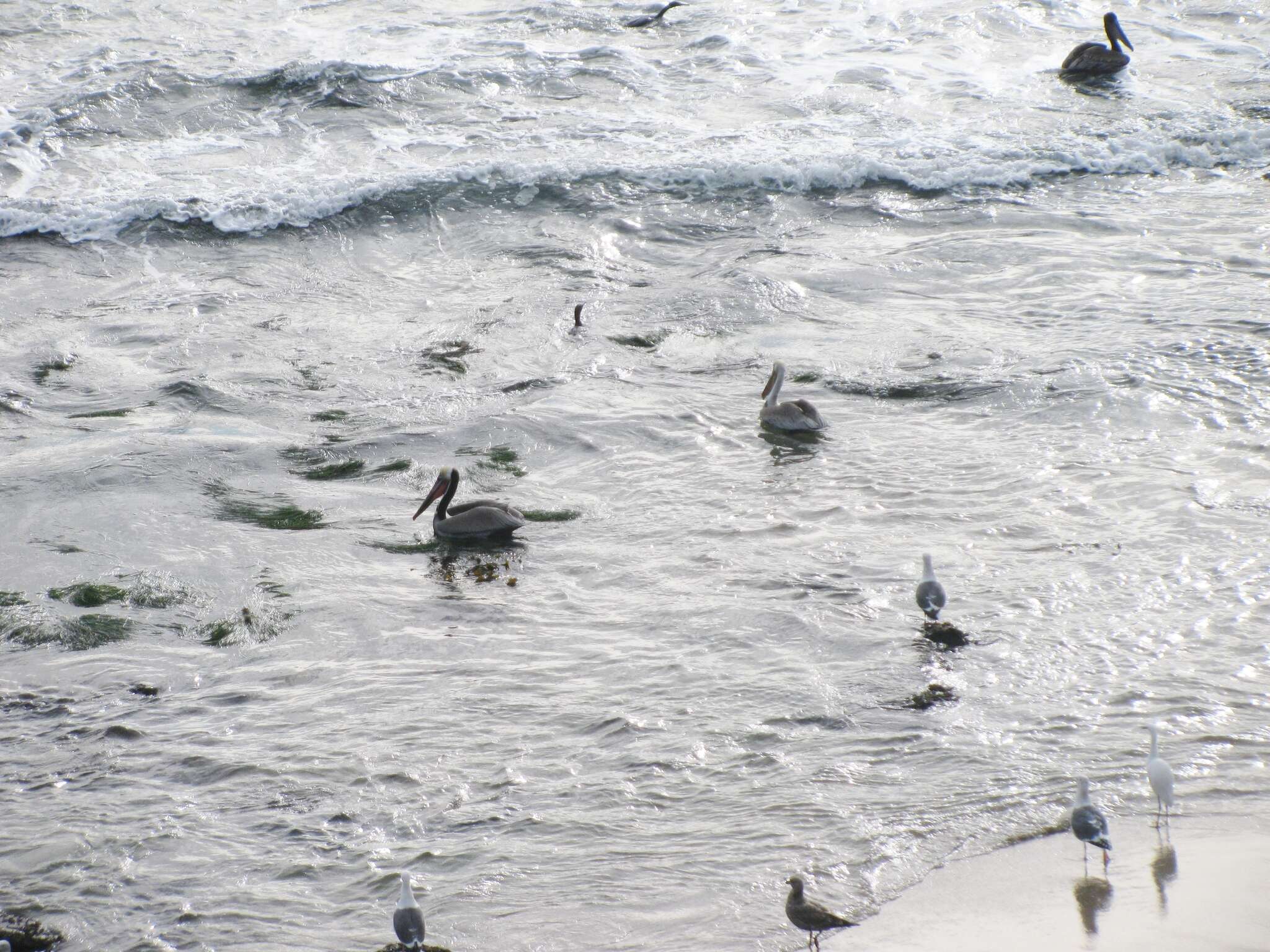 Image of California brown pelican