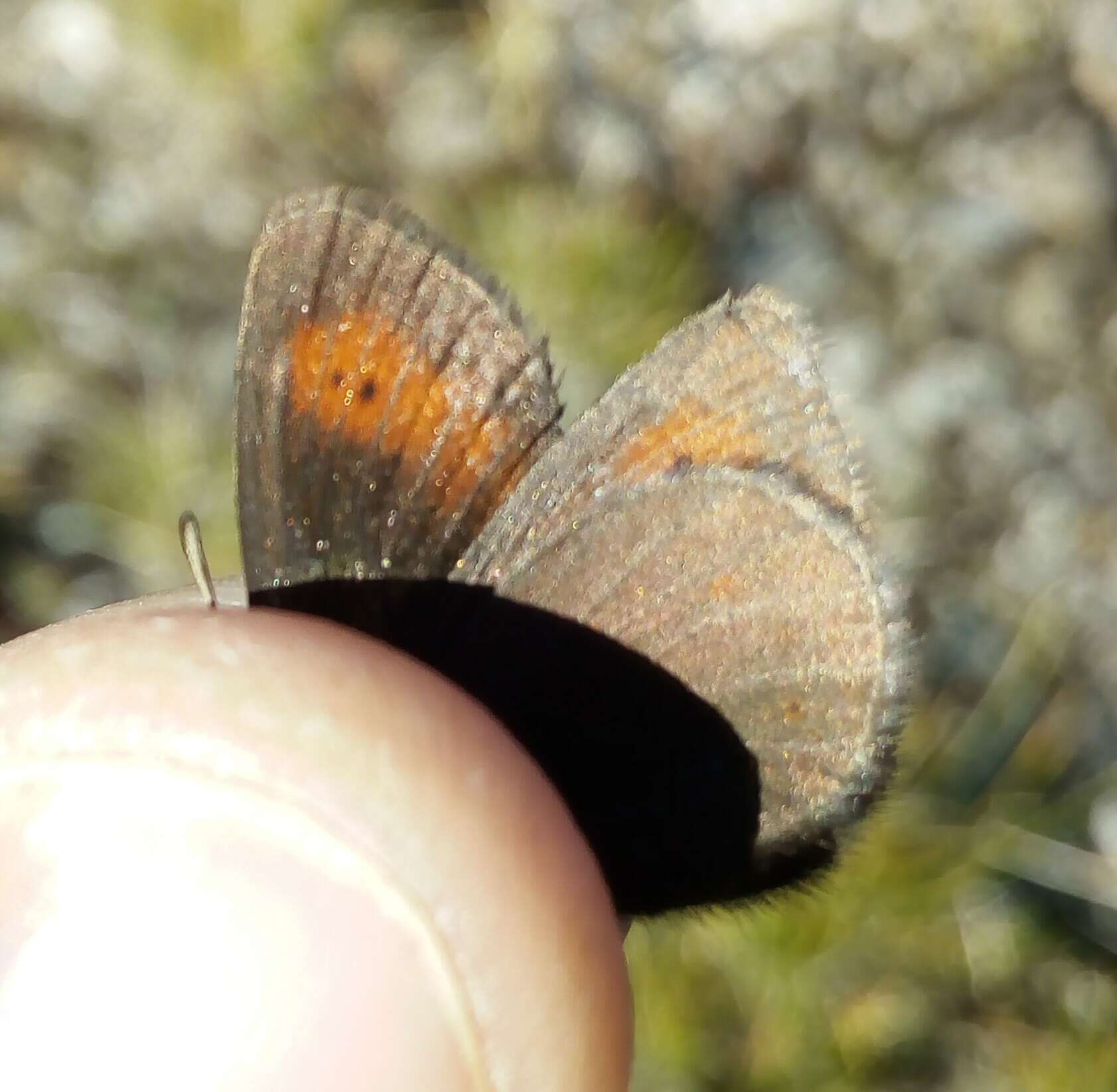 Image of Mountain Ringlet