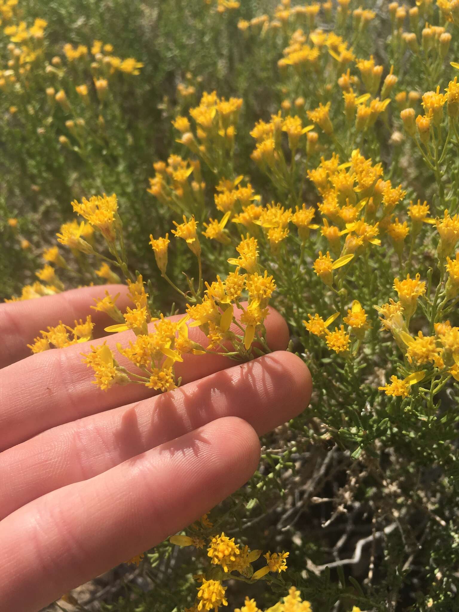 Image of Cooper's goldenbush