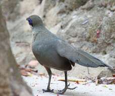 Image of Coquerel's Coua