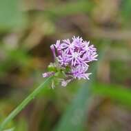 Image de Polygala incarnata L.