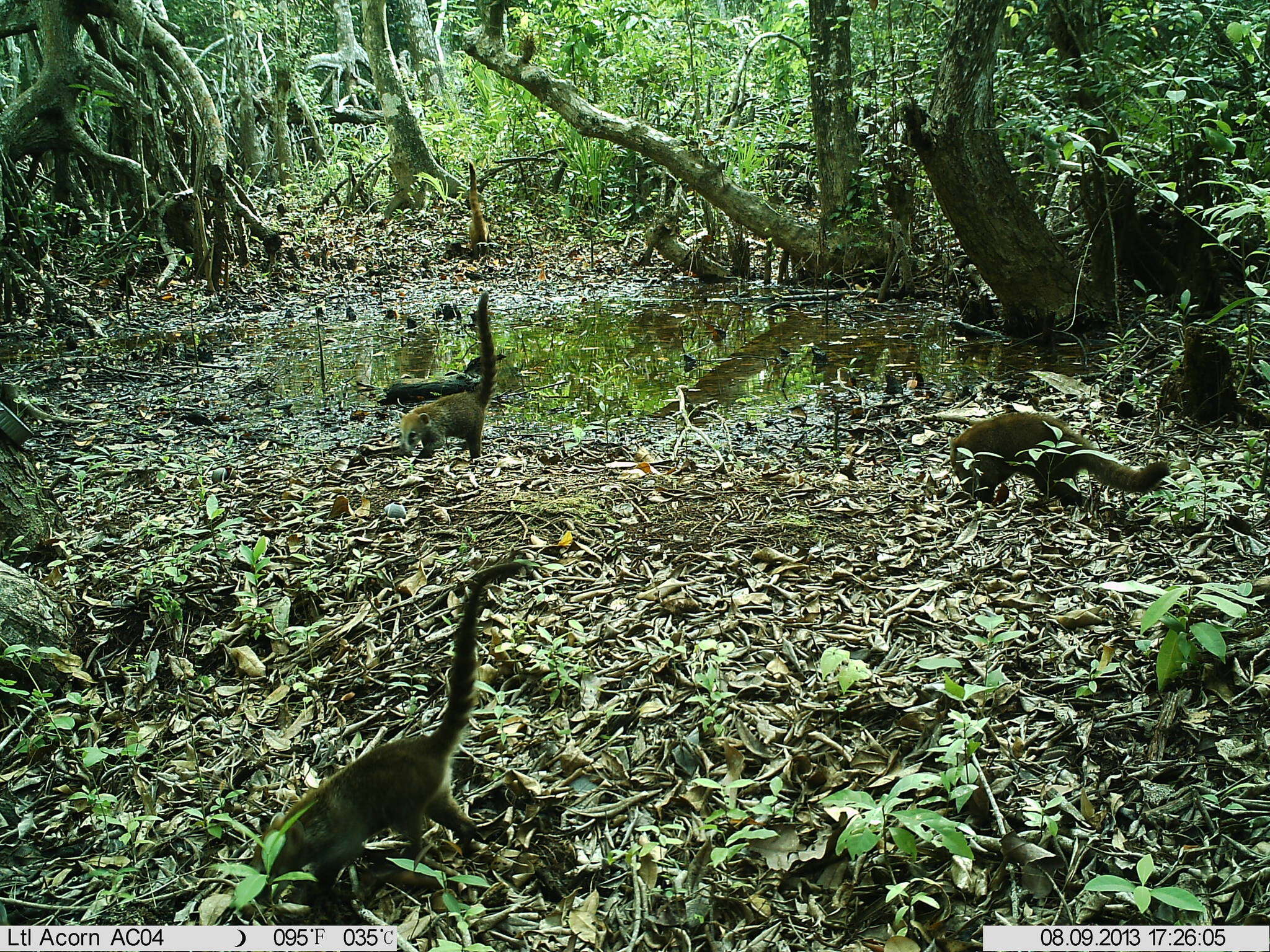 Image of Coati