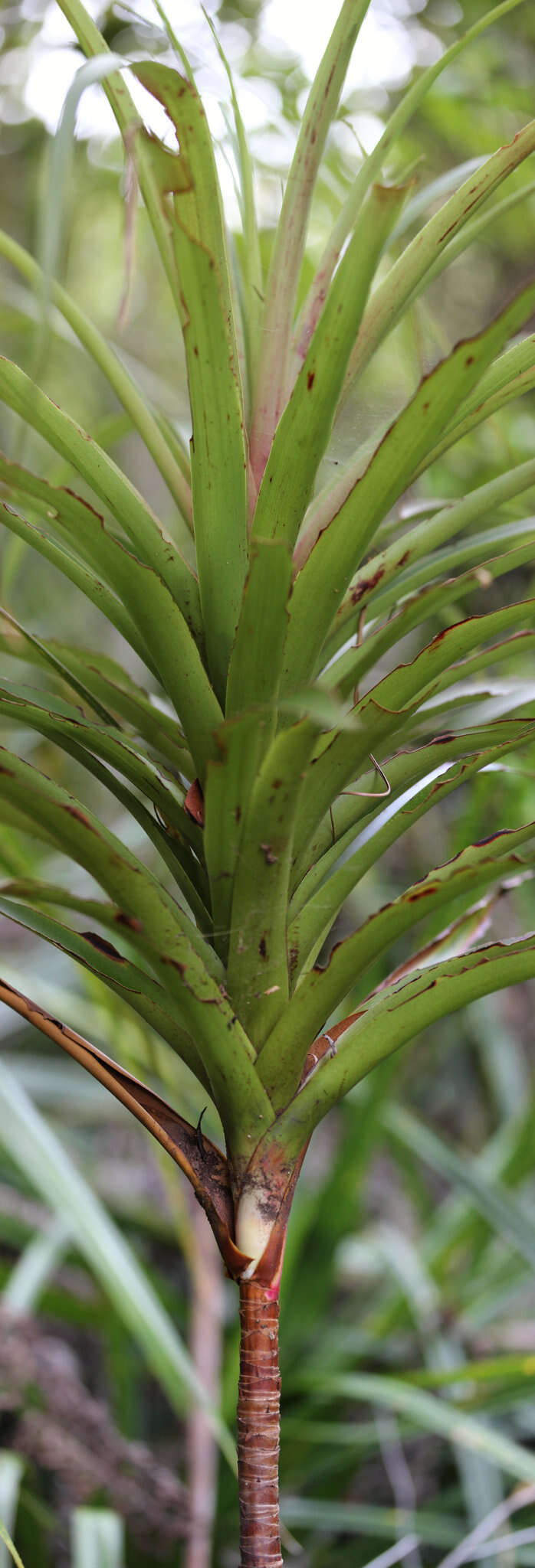 Image of Dracophyllum latifolium A. Cunn.