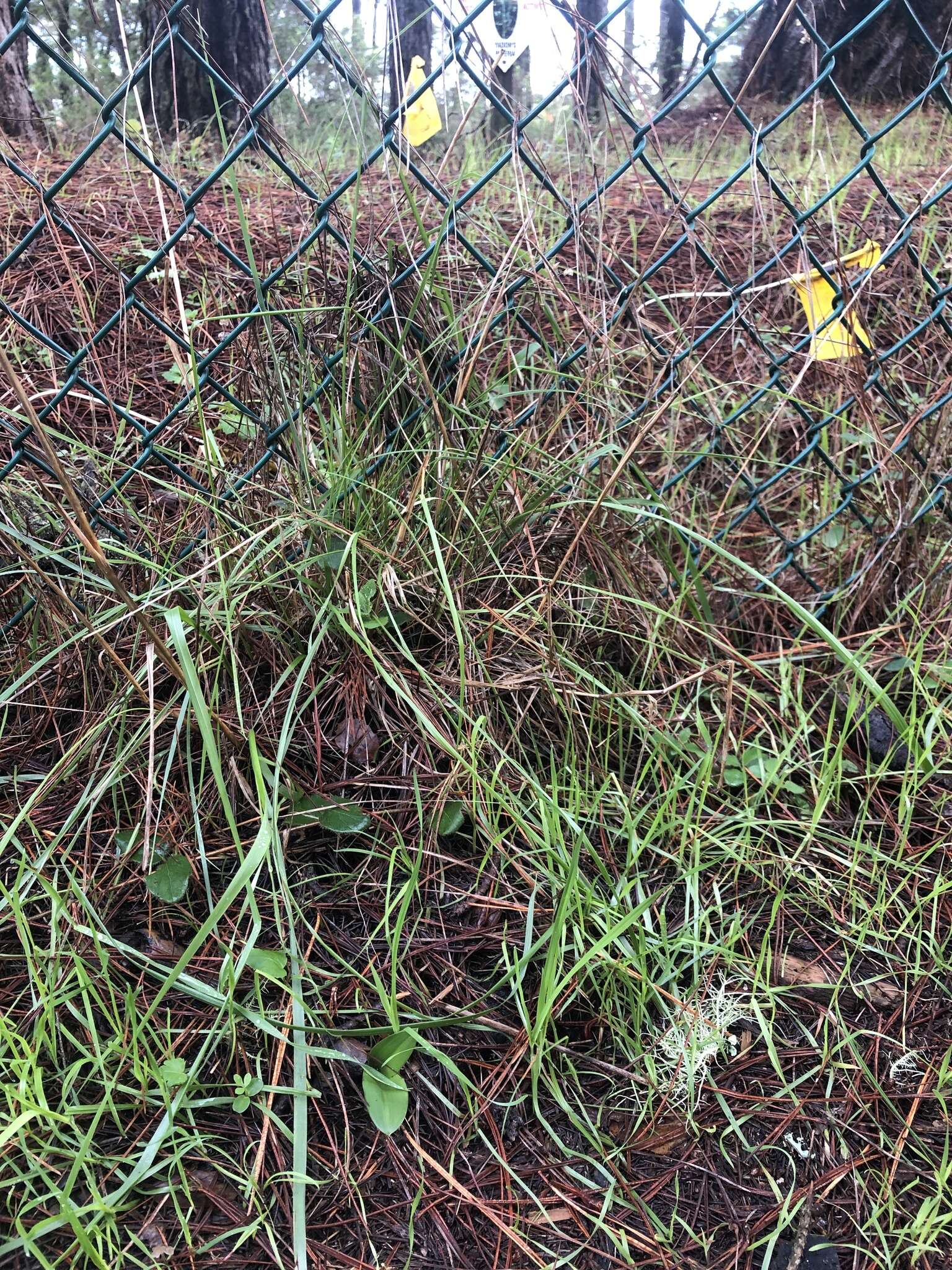 Platanthera yadonii (Rand. Morgan & Ackerman) R. M. Bateman resmi