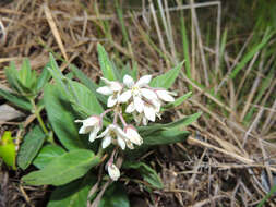 Image of Schizoglossum elingue subsp. elingue