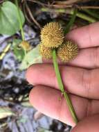 Imagem de Sagittaria australis (J. G. Sm.) Small