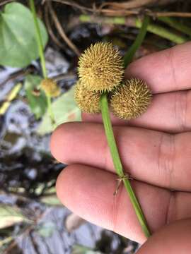 Imagem de Sagittaria australis (J. G. Sm.) Small