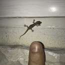 Hemidactylus angulatus Hallowell 1854 resmi