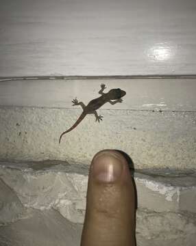 Hemidactylus angulatus Hallowell 1854 resmi