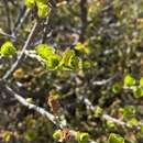 Image of Betula nana subsp. rotundifolia (Spach) Malyschev