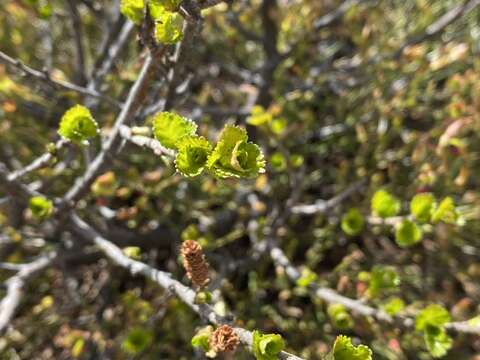 Image of Betula nana subsp. rotundifolia (Spach) Malyschev