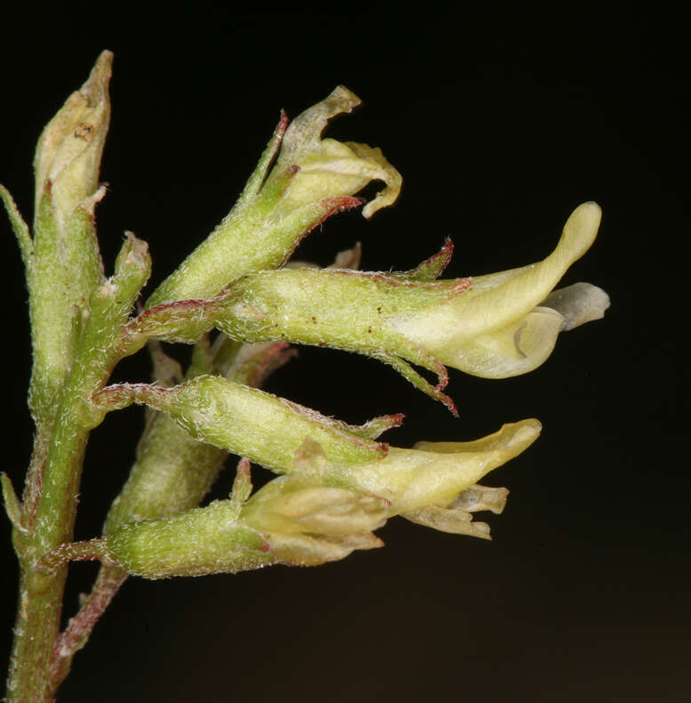 Image of freckled milkvetch