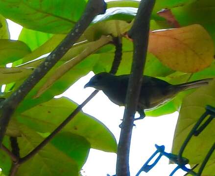 Image of Palm Tanager