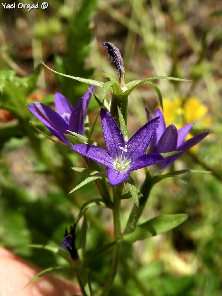 Image of Legousia falcata (Ten.) Fritsch ex Janch.