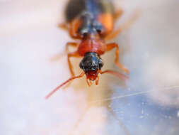 Image of Lebia (Lebia) humeralis Dejean 1825