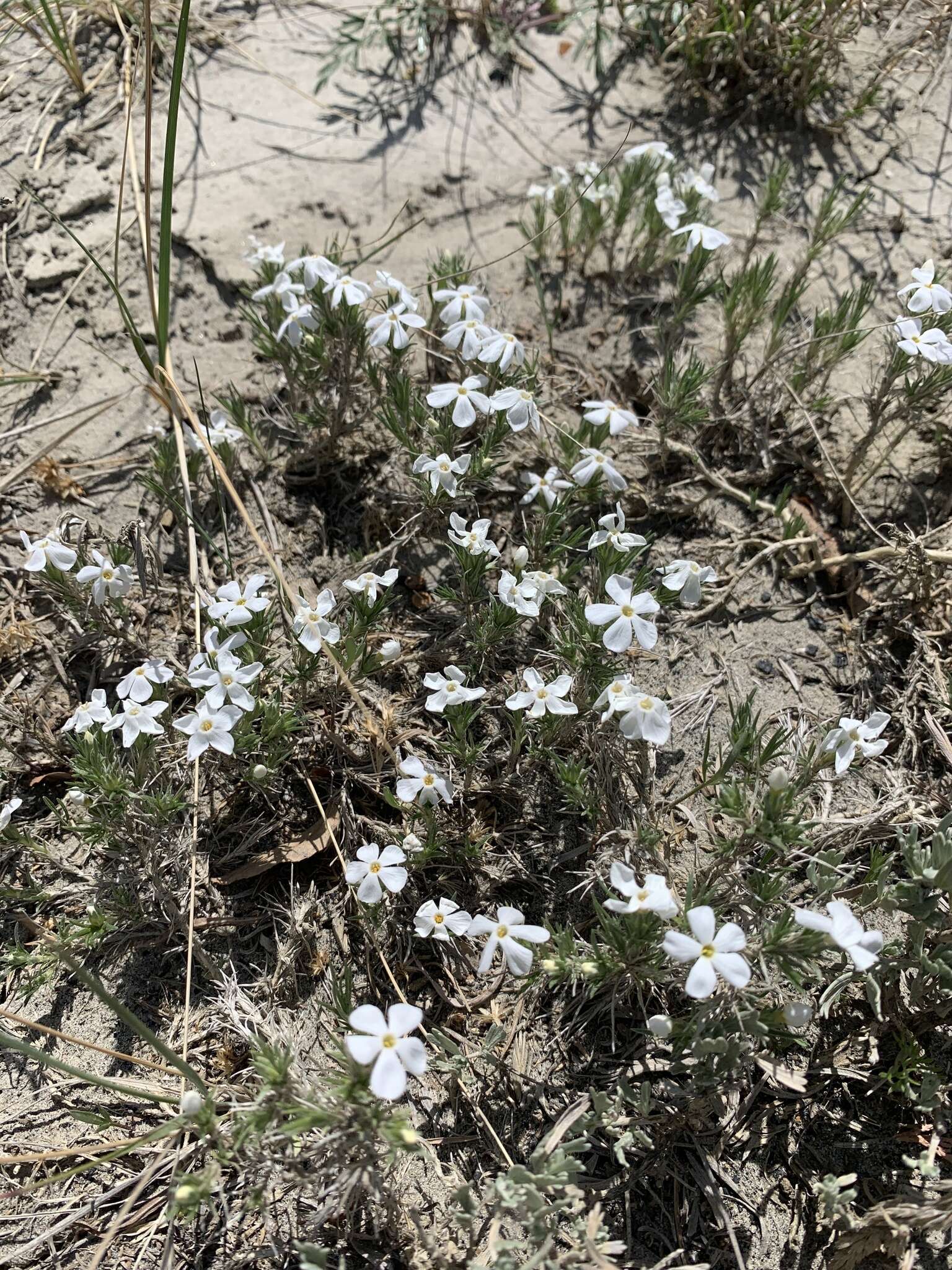 Image of prairie phlox