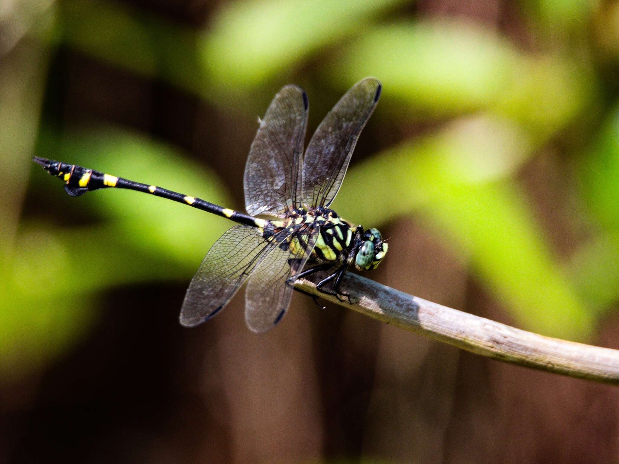 Image of Ictinogomphus pertinax (Hagen ex Selys 1854)