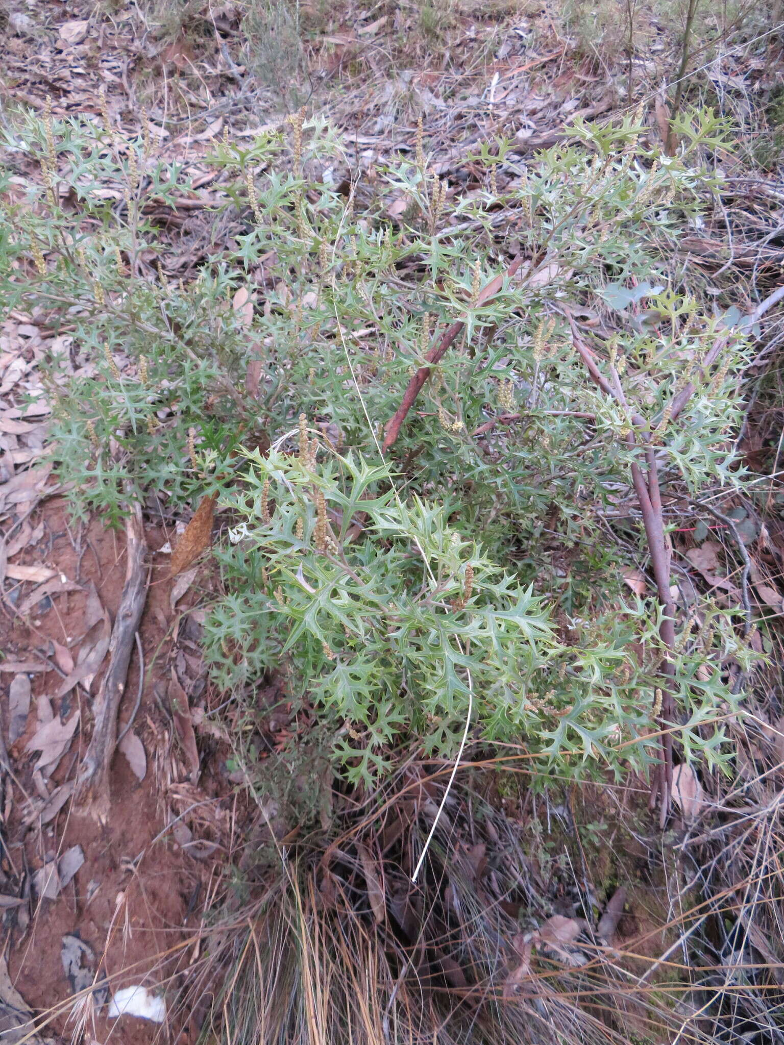 Image of Grevillea ramosissima Meissn.